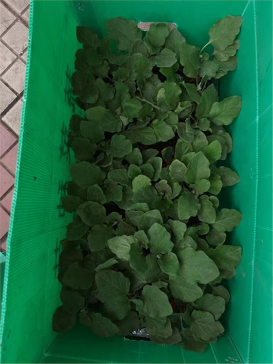 中空板周轉(zhuǎn)箱種苗行業(yè)應(yīng)用